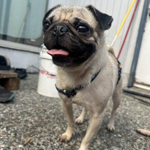 Enlarge Eugene, a Adoptable Pug in Seattle, WA image 6/6