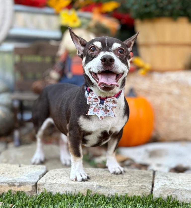 Enlarge Grover, a Adoptable mixed breed in Southport, CT image 5/6