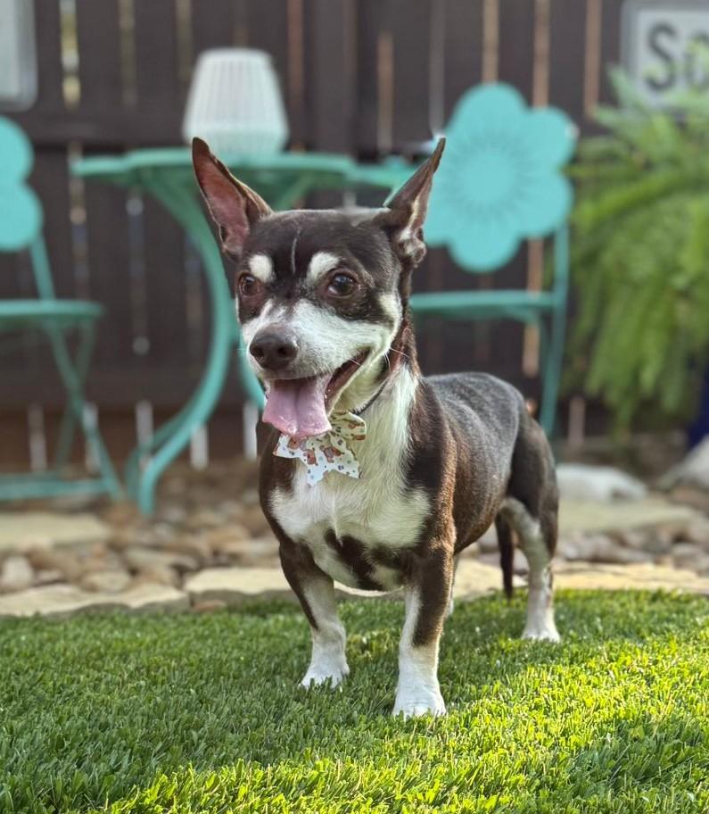 Enlarge Grover, a Adoptable mixed breed in Southport, CT image 6/6