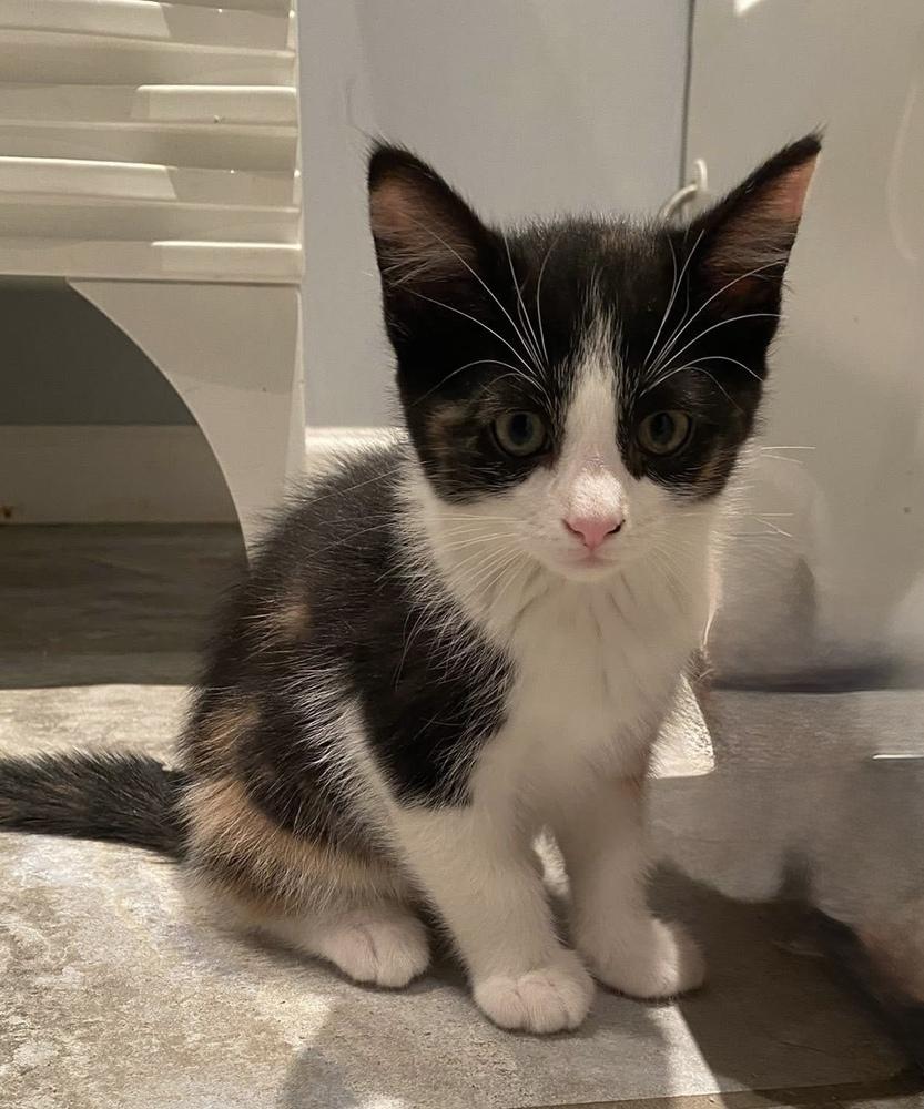 Oliver & Co.: Georgette, a Adoptable mixed breed in Warren, CT image 2/5