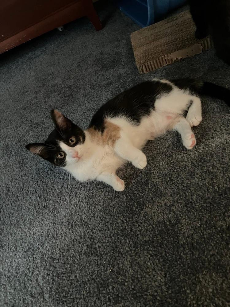 Oliver & Co.: Georgette, a Adoptable mixed breed in Warren, CT image 3/5