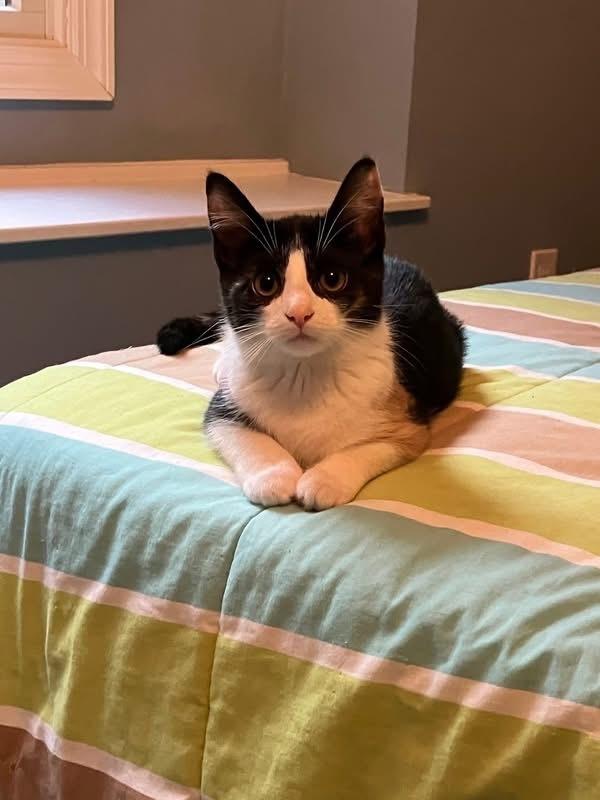 Oliver & Co.: Georgette, a Adoptable mixed breed in Warren, CT image 4/5