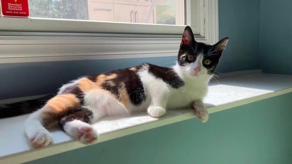 Oliver & Co.: Georgette, Adoptable, Kitten Female Calico & Domestic Short Hair.