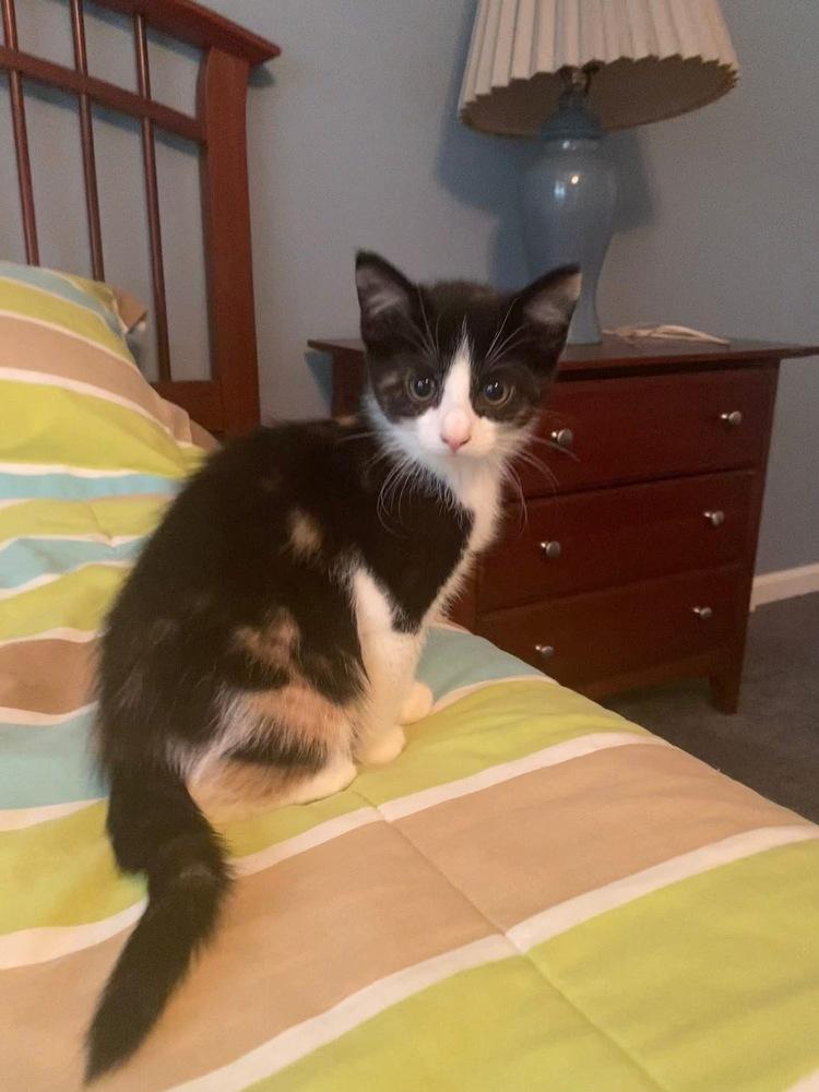 Oliver & Co.: Georgette, a Adoptable mixed breed in Warren, CT image 5/5