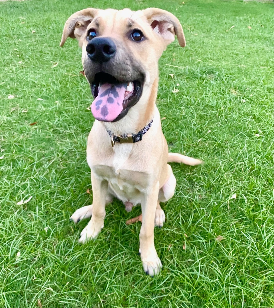 Peanut, a Adopted mixed breed in Coachella, CA image 1/2