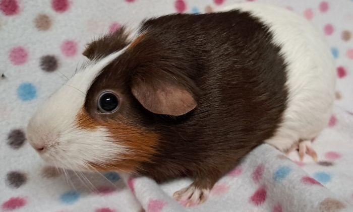 Enlarge Bean, a ADOPTABLE Short-Haired in Gary, IN image 1/4