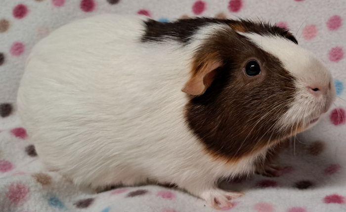 Enlarge Bean, a ADOPTABLE Short-Haired in Gary, IN image 2/4