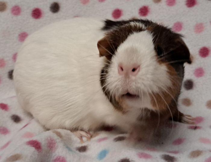 Enlarge Bean, a ADOPTABLE Short-Haired in Gary, IN image 4/4