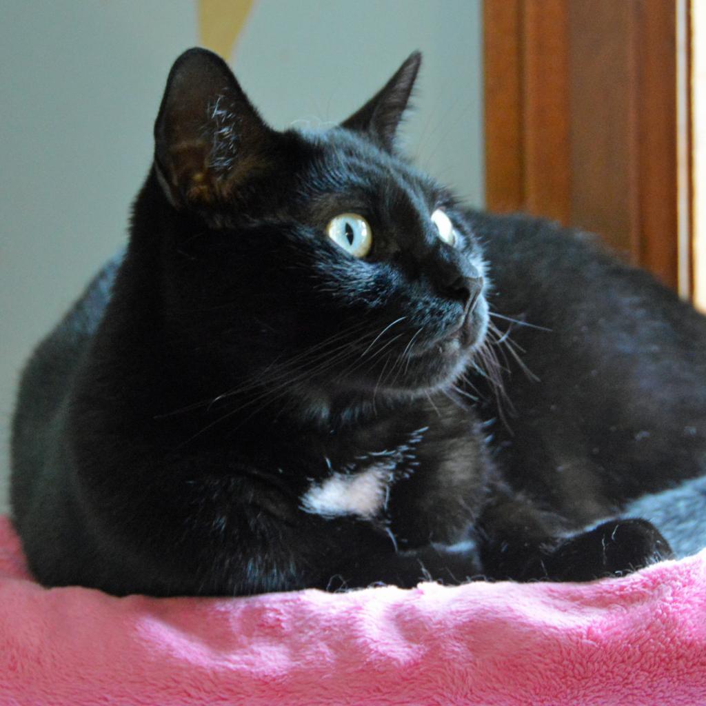 Boo, Adoptable, Adult Female Domestic Short Hair.