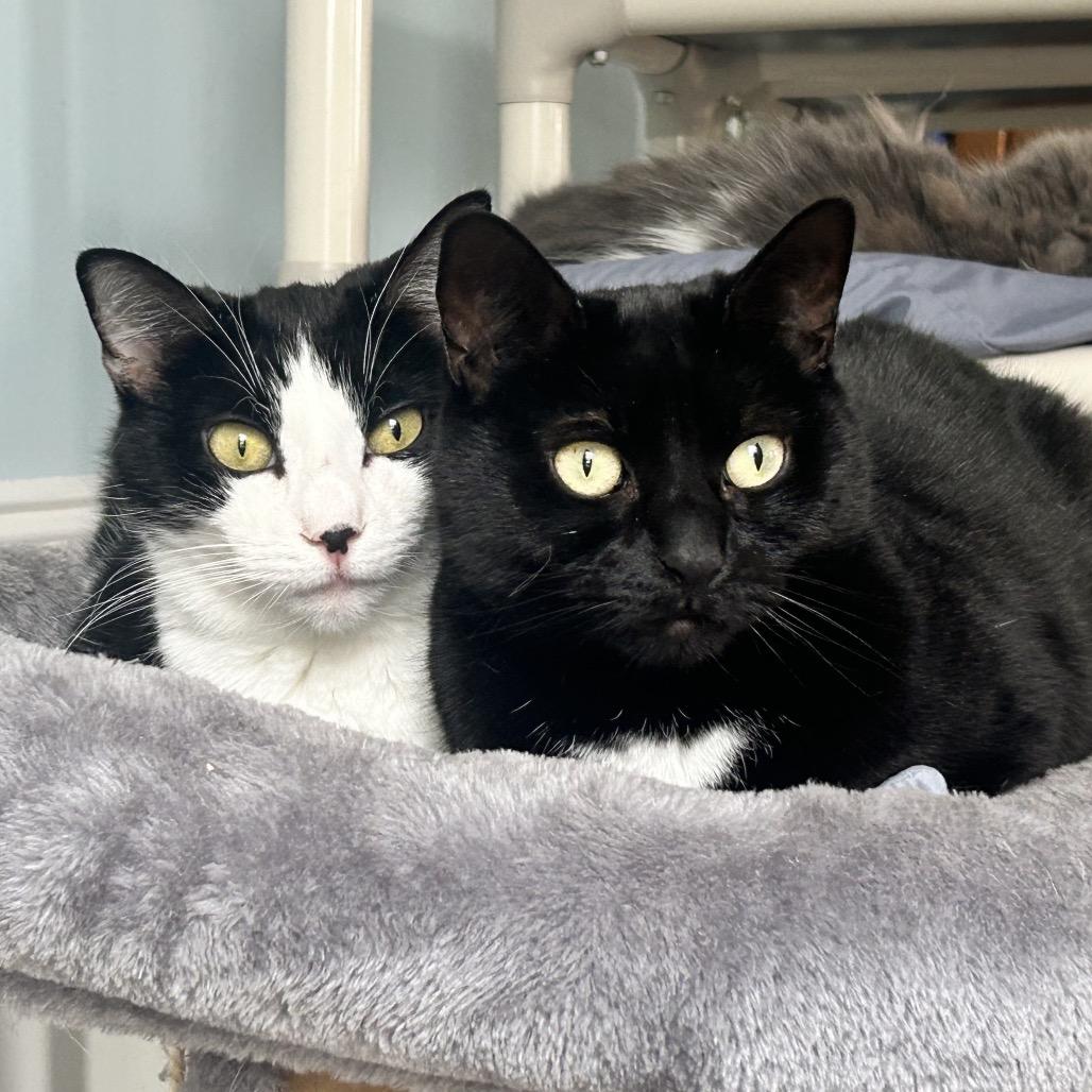 Enlarge Boo, a Adoptable Domestic Short Hair in Middletown, NY image 2/6