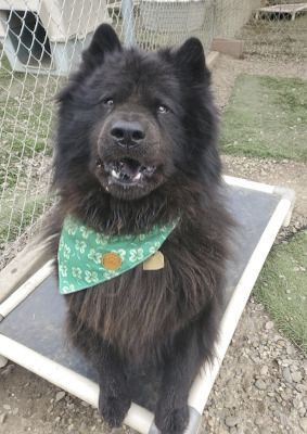 Smokey, Adoptable, Adult Male Chow Chow.