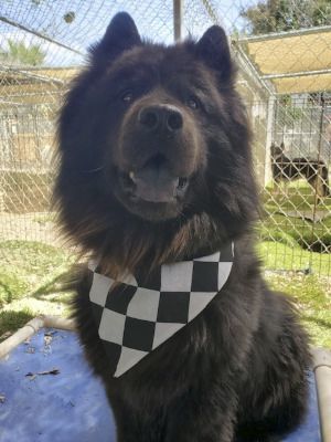 Smokey, a Adoptable Chow Chow in Santa Paula, CA image 5/6