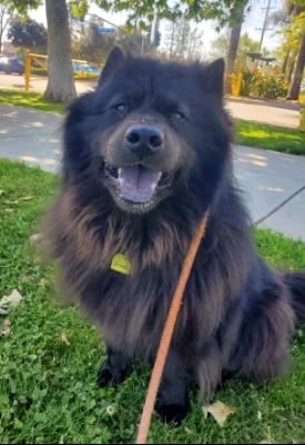 Smokey, a Adoptable Chow Chow in Santa Paula, CA image 4/6