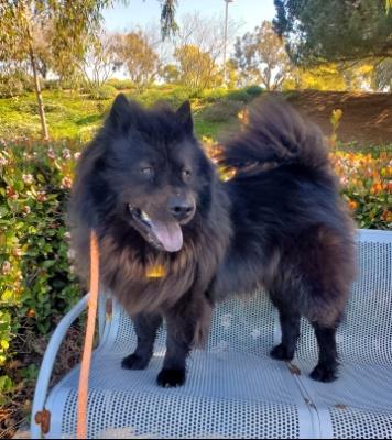 Smokey, a Adoptable Chow Chow in Santa Paula, CA image 2/6