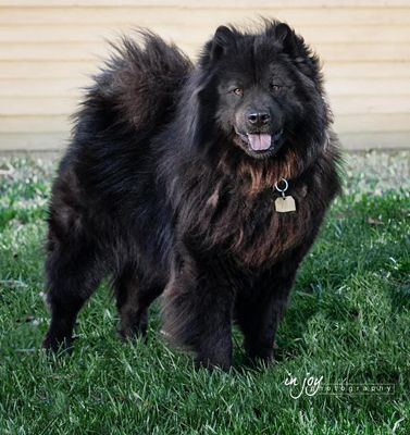 Smokey, a Adoptable Chow Chow in Santa Paula, CA image 3/6