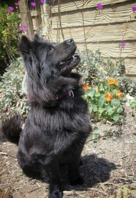 Smokey, a Adoptable Chow Chow in Santa Paula, CA image 6/6
