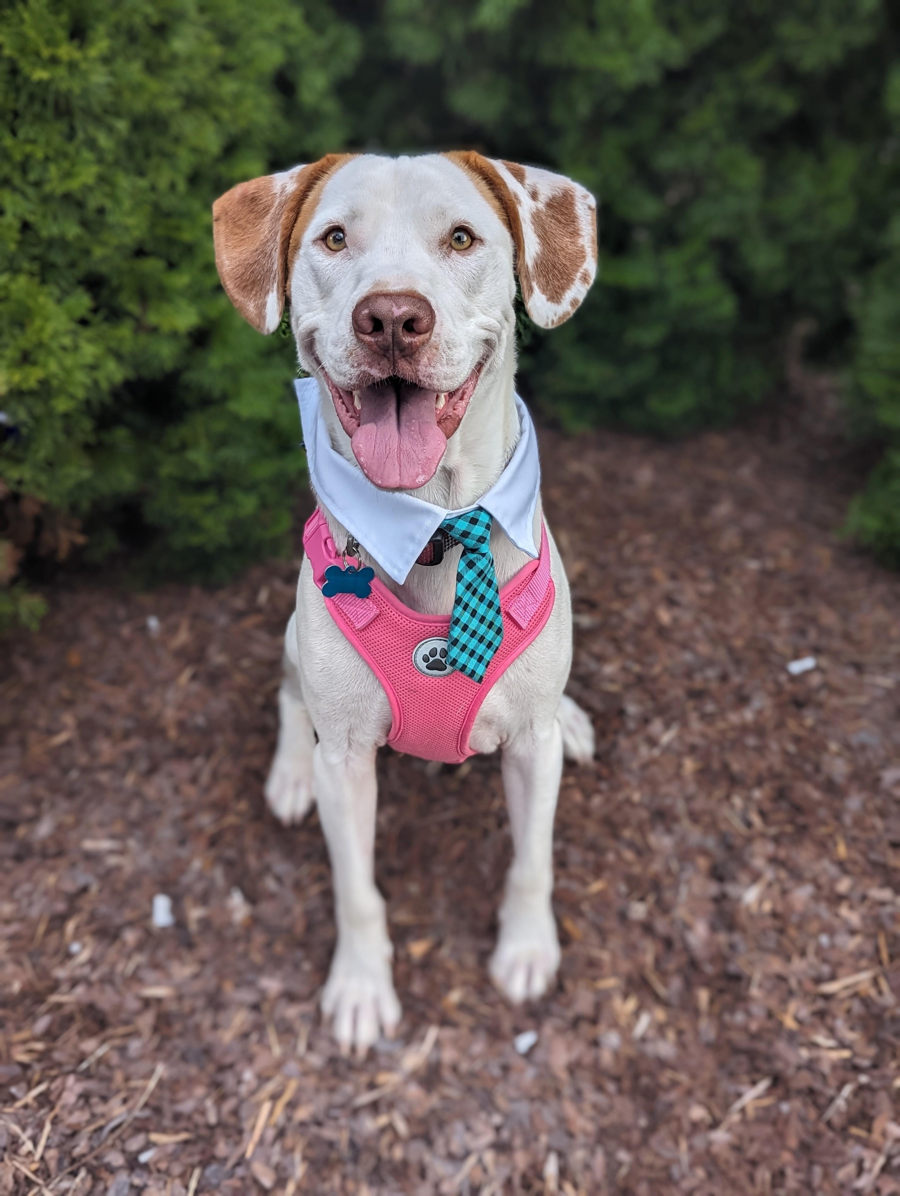Kai (Duke), an adoptable Terrier, Labrador Retriever in Helena, AL, 35080 | Photo Image 1