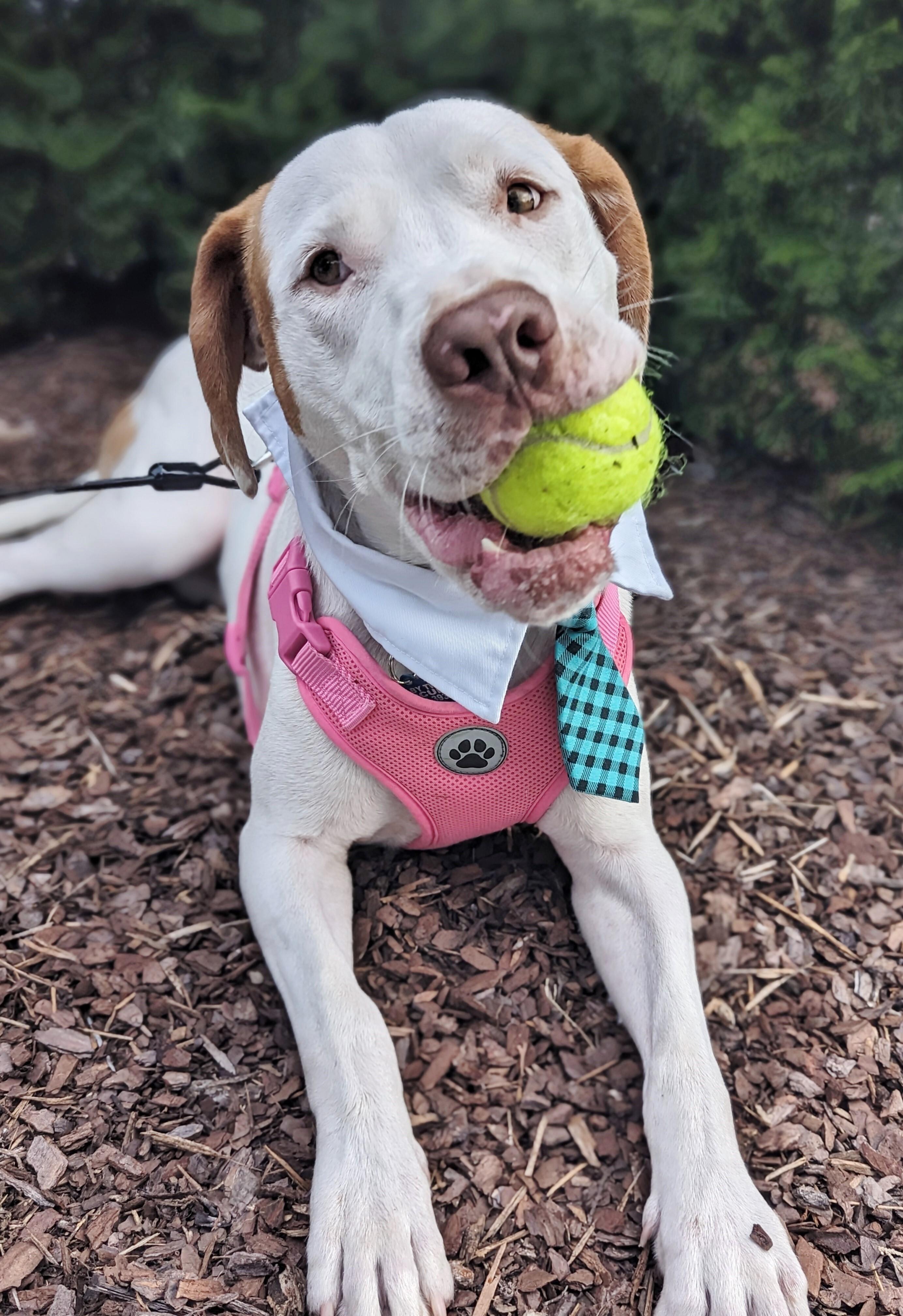 Kai (Duke), an adoptable Terrier, Labrador Retriever in Helena, AL, 35080 | Photo Image 2