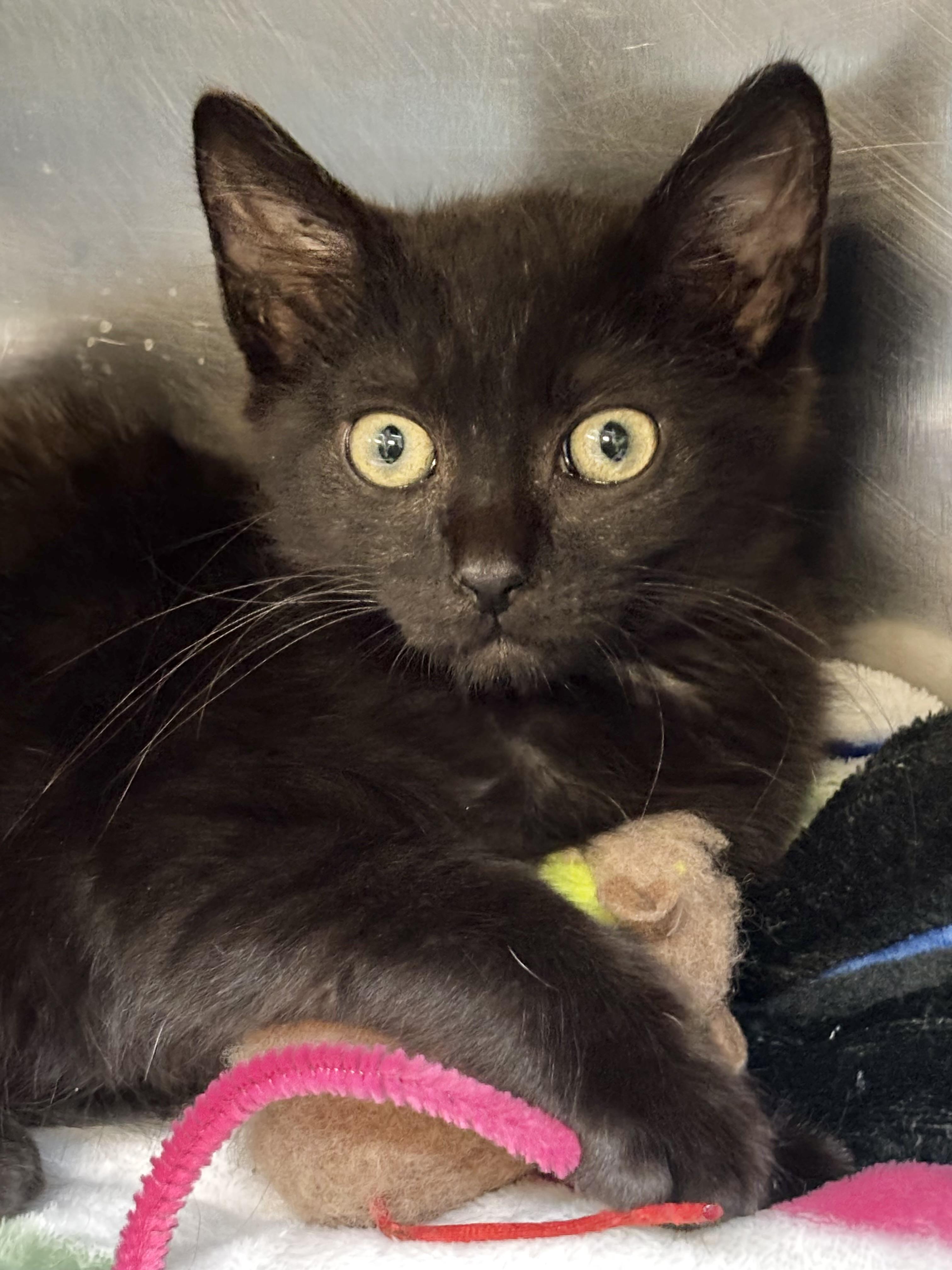 Scooter, Adoptable, Kitten Male Domestic Short Hair.