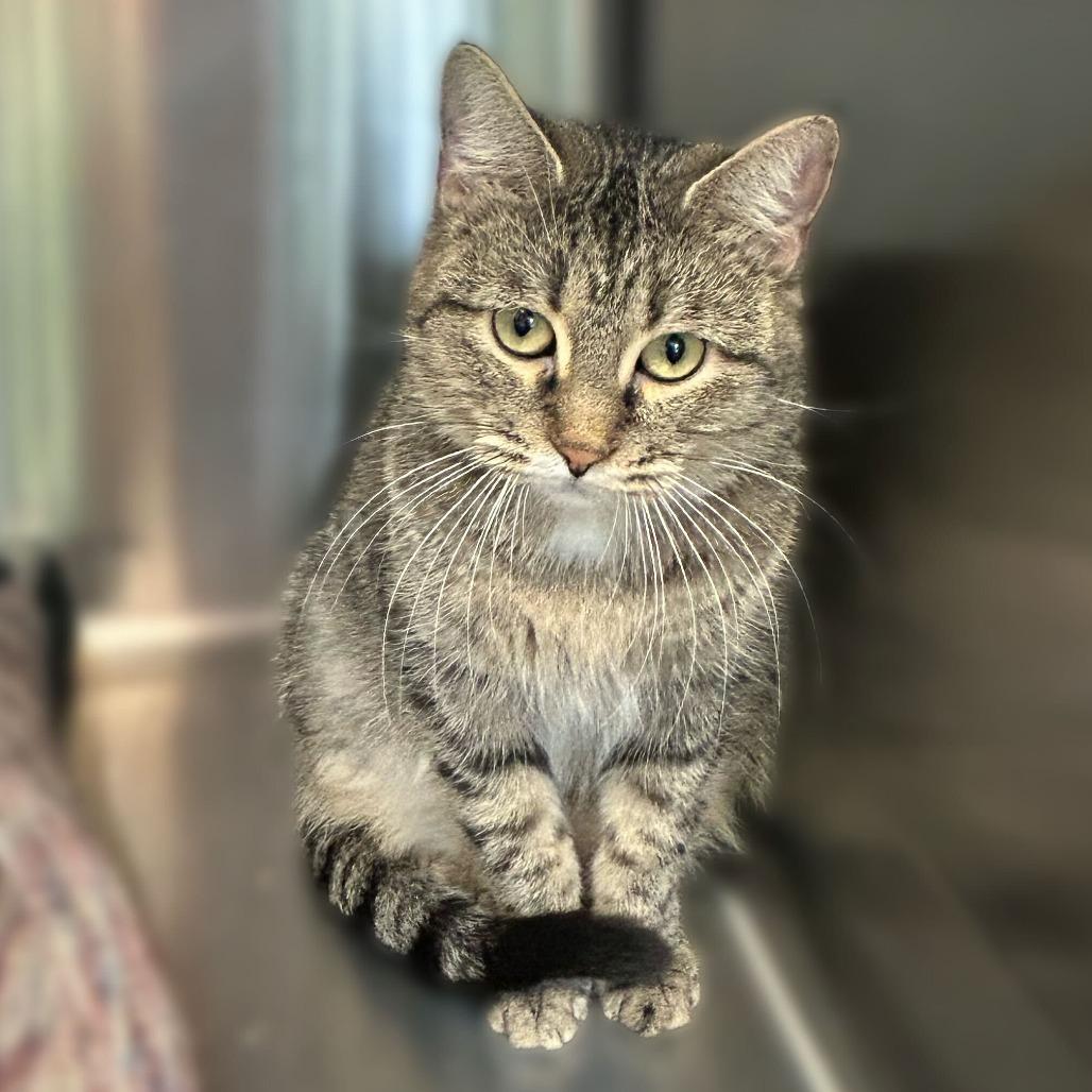 Guntalina, Adoptable, Adult Female Domestic Short Hair.