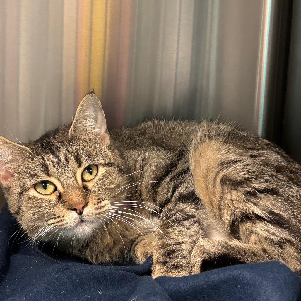 Guntalina, a Adoptable Domestic Short Hair in Davenport, IA image 4/6