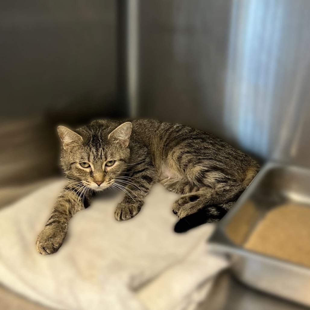 Guntalina, a Adoptable Domestic Short Hair in Davenport, IA image 5/6