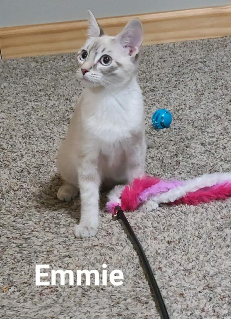 Enlarge Emmie, a Adoptable mixed breed in Minot, ND image 1/6