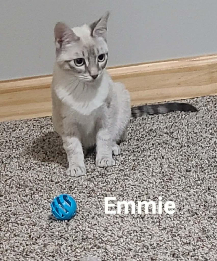Enlarge Emmie, a Adoptable mixed breed in Minot, ND image 3/6