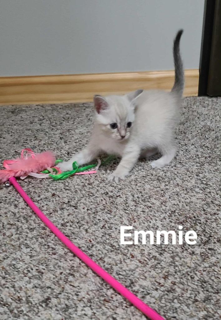 Enlarge Emmie, a Adoptable mixed breed in Minot, ND image 4/6