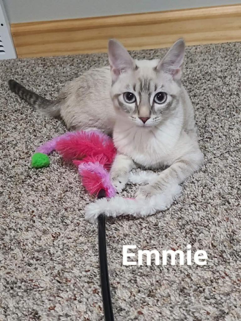 Enlarge Emmie, a Adoptable mixed breed in Minot, ND image 5/6