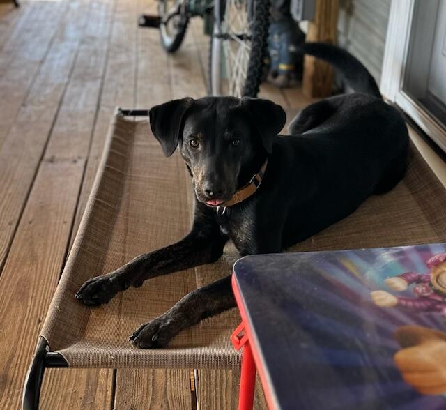 Riley, Adoptable, Adult Male Hound & Labrador Retriever.