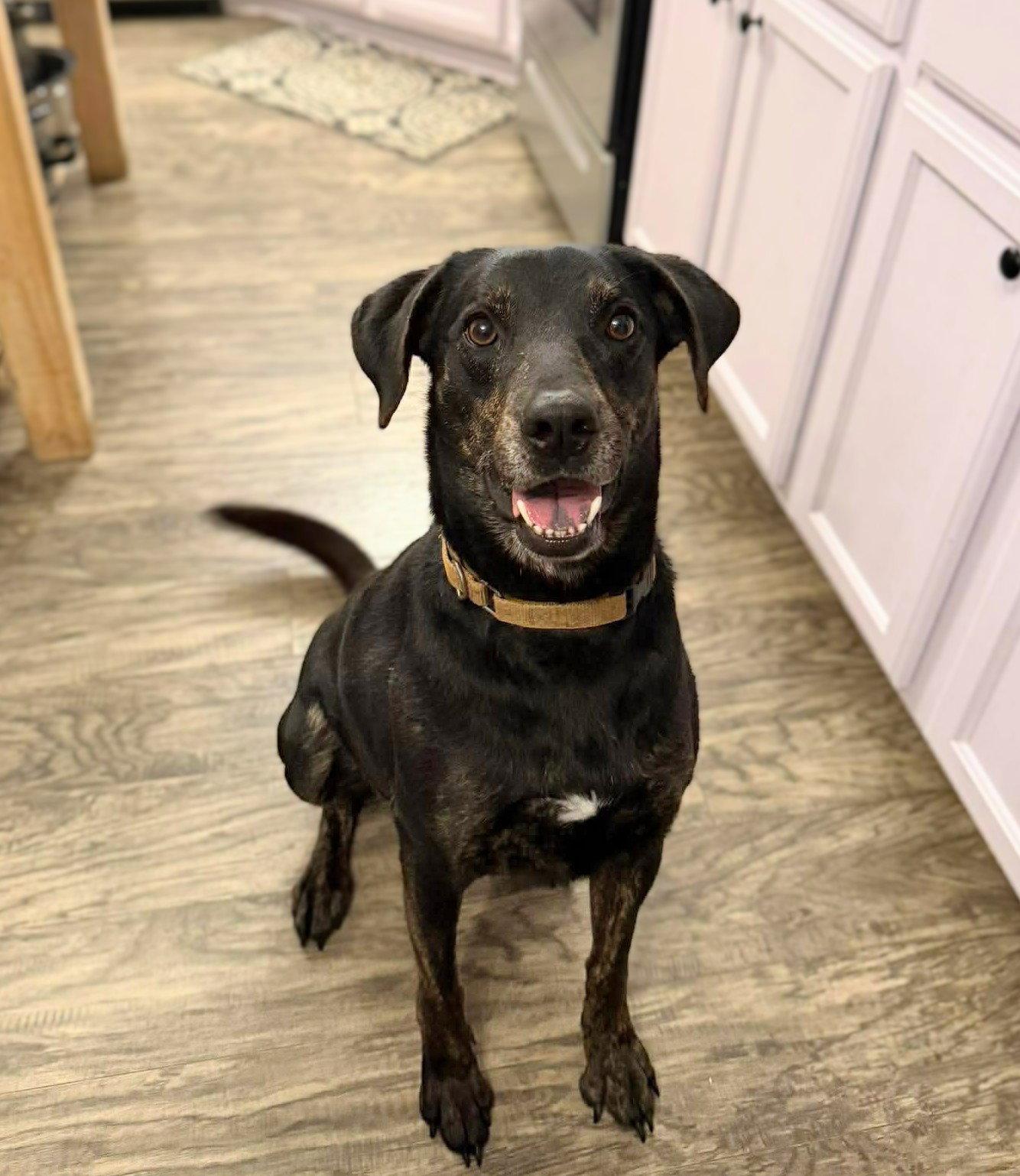 Riley, a Adoptable mixed breed in Holly Springs, NC image 2/3