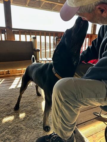 Riley, a Adoptable mixed breed in Holly Springs, NC image 2/3