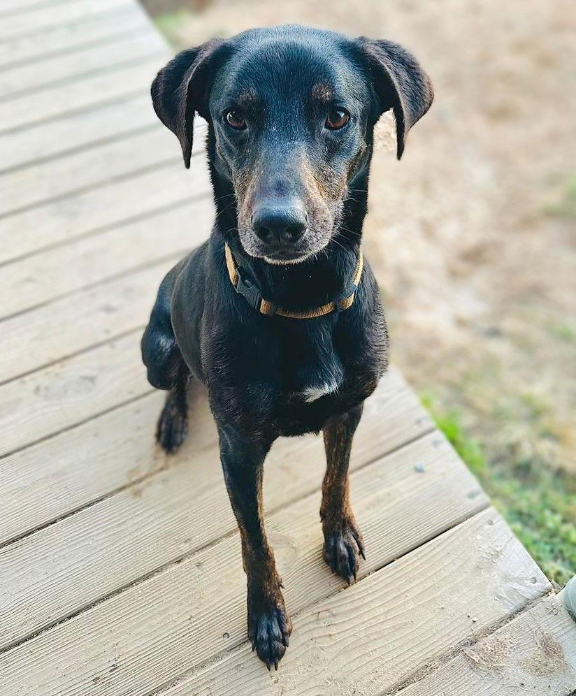 Riley, a Adoptable mixed breed in Holly Springs, NC image 3/3