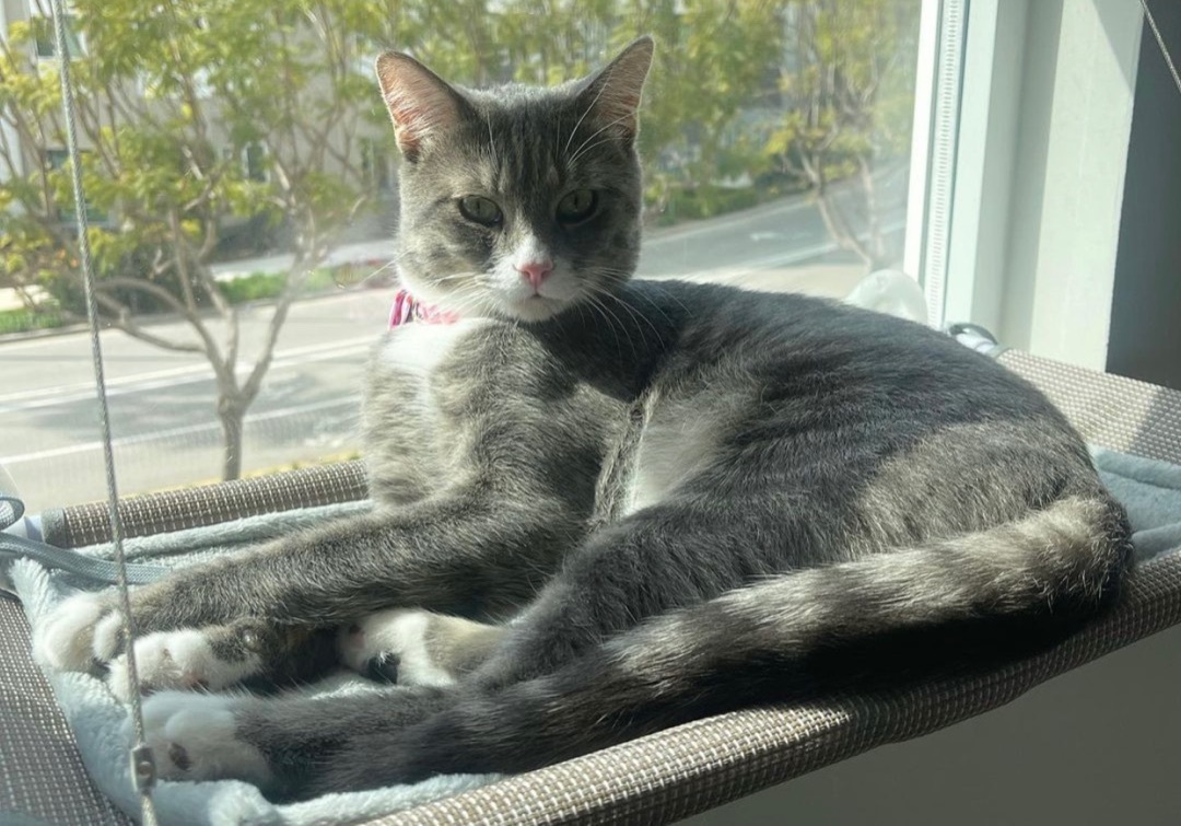 Enlarge Memphis, a Adoptable Domestic Short Hair in Los angeles, CA image 1/17