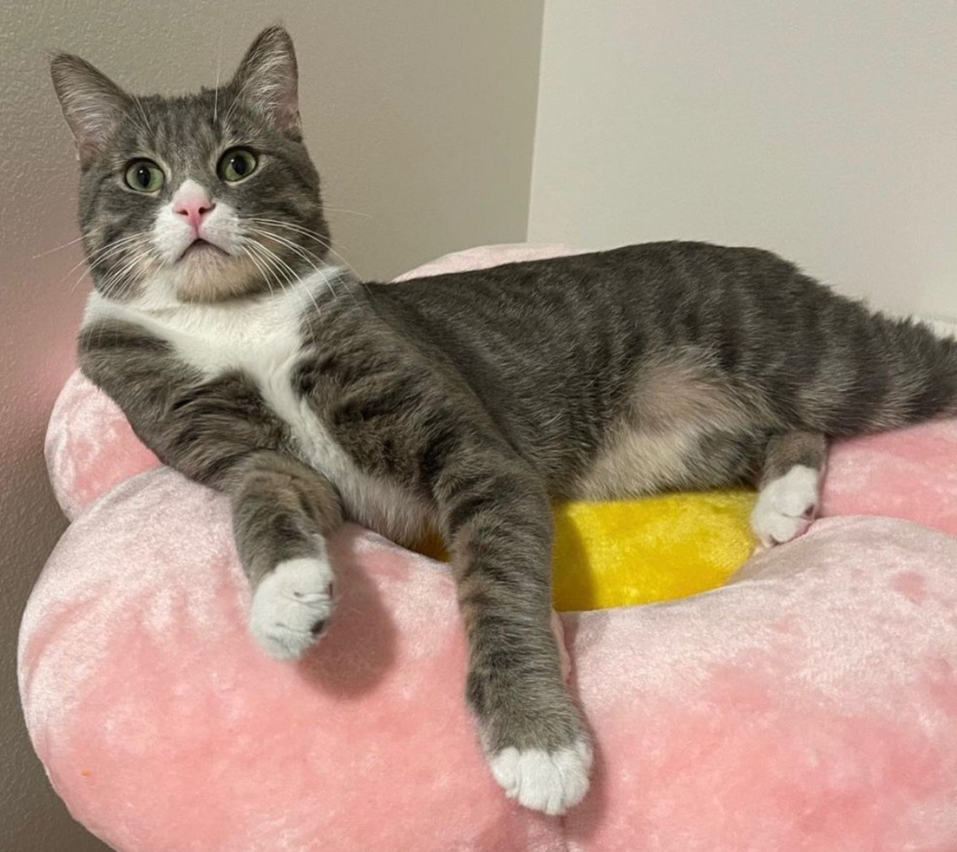 Enlarge Memphis, a Adoptable Domestic Short Hair in Los angeles, CA image 2/17