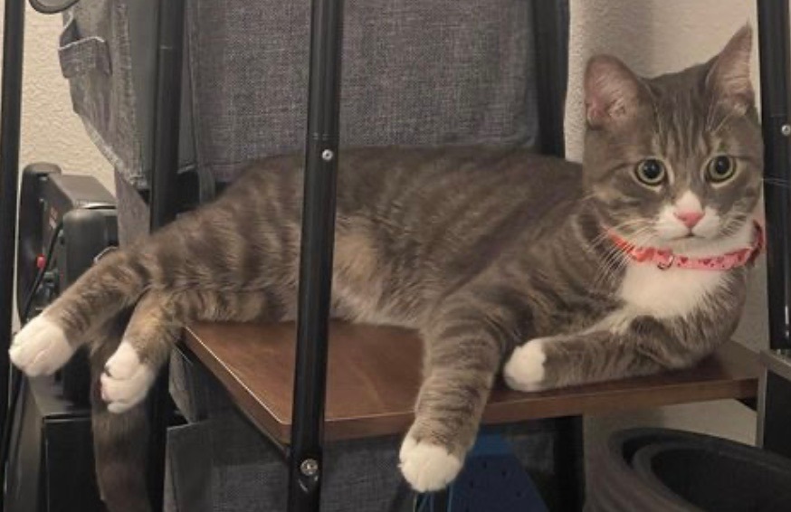 Enlarge Memphis, a Adoptable Domestic Short Hair in Los angeles, CA image 3/17