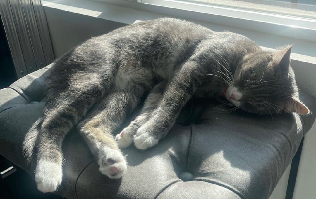 Enlarge Memphis, a Adoptable Domestic Short Hair in Los angeles, CA image 4/17