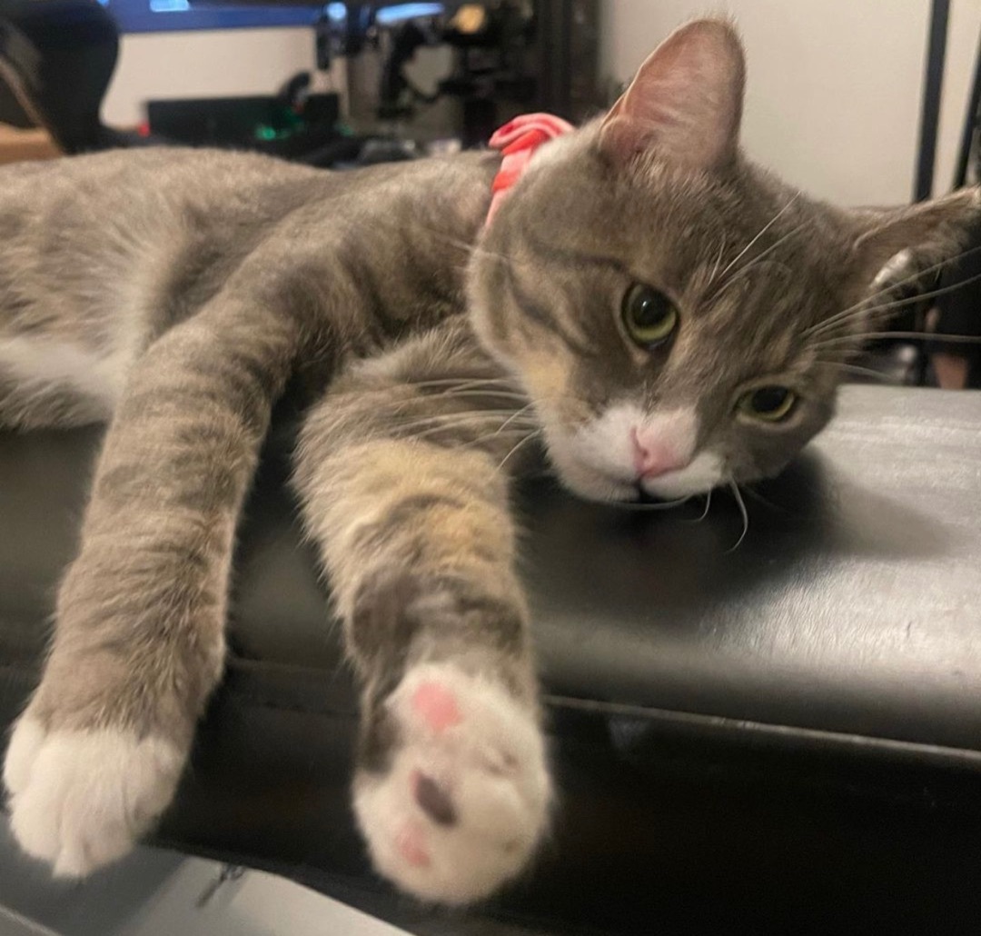 Enlarge Memphis, a Adoptable Domestic Short Hair in Los angeles, CA image 5/17