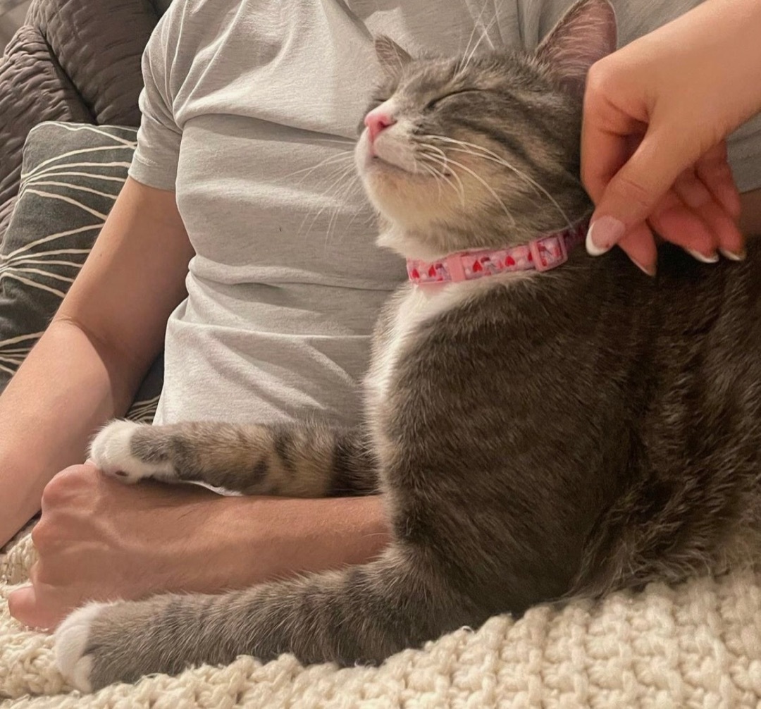 Enlarge Memphis, a Adoptable Domestic Short Hair in Los angeles, CA image 6/17