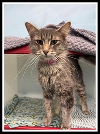 LILA, Adoptable, Adult Female Domestic Medium Hair.