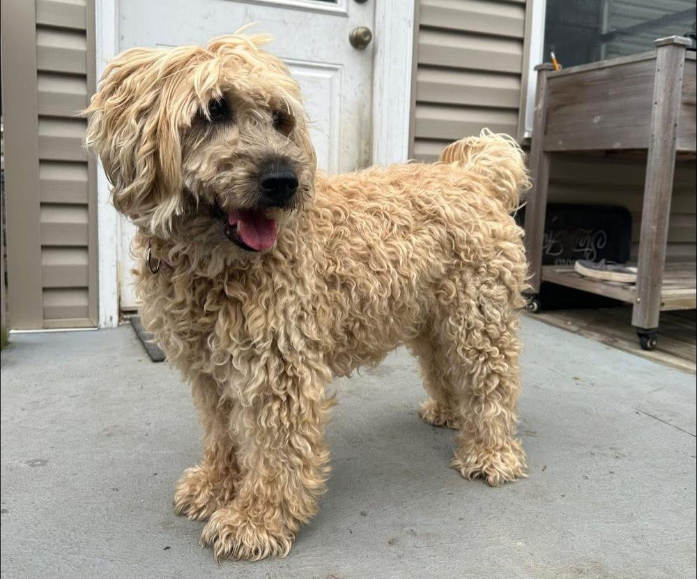 Kady, Adoptable, Senior Female Wheaten Terrier.