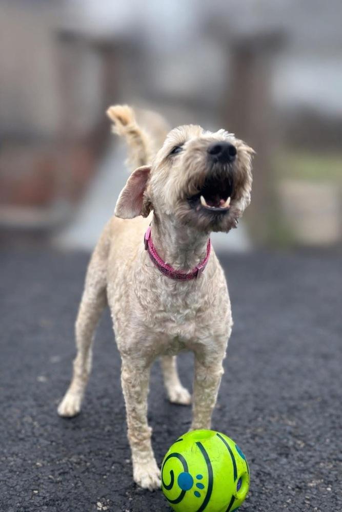 Enlarge Kady, a Adoptable Wheaten Terrier in Grove City, OH image 2/6