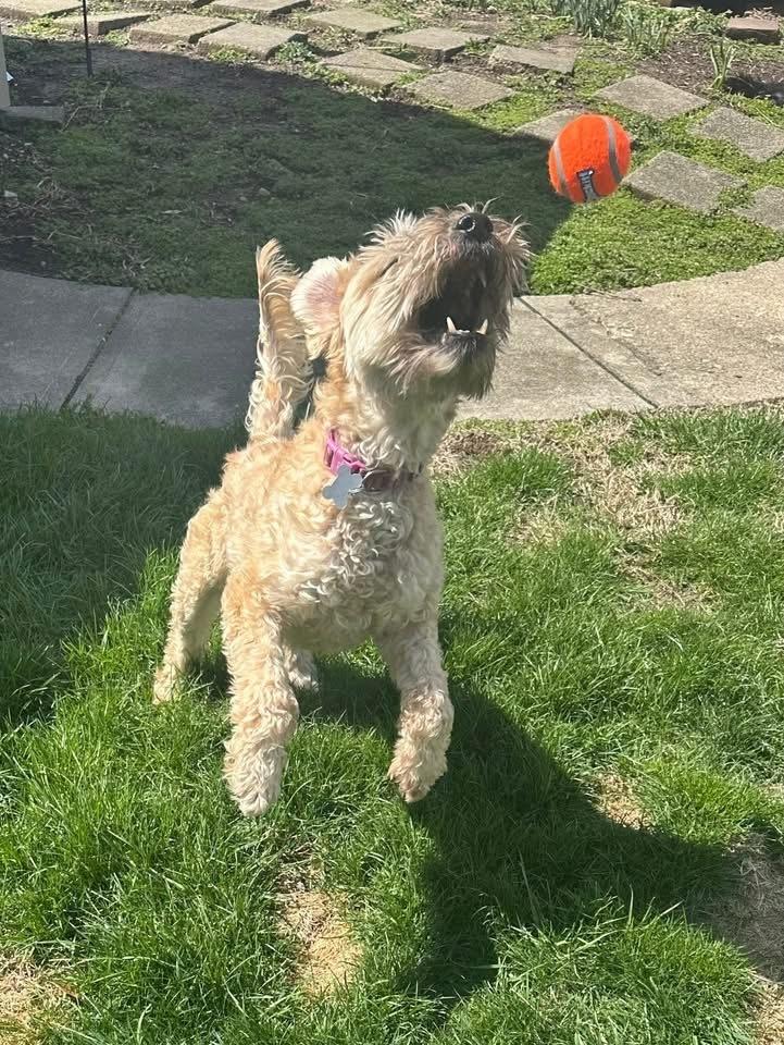 Enlarge Kady, a Adoptable Wheaten Terrier in Grove City, OH image 2/6