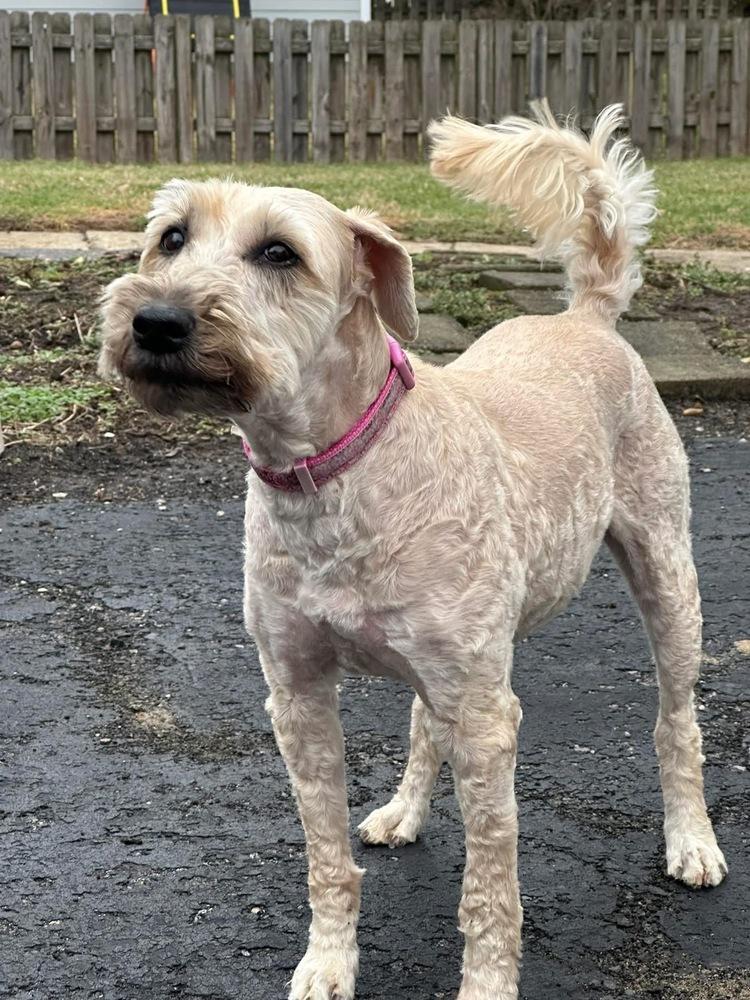 Enlarge Kady, a Adoptable Wheaten Terrier in Grove City, OH image 5/6