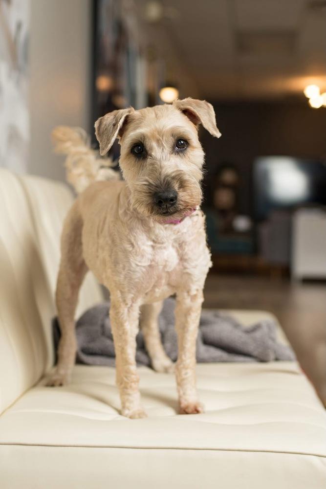 Enlarge Kady, a Adoptable Wheaten Terrier in Grove City, OH image 6/6