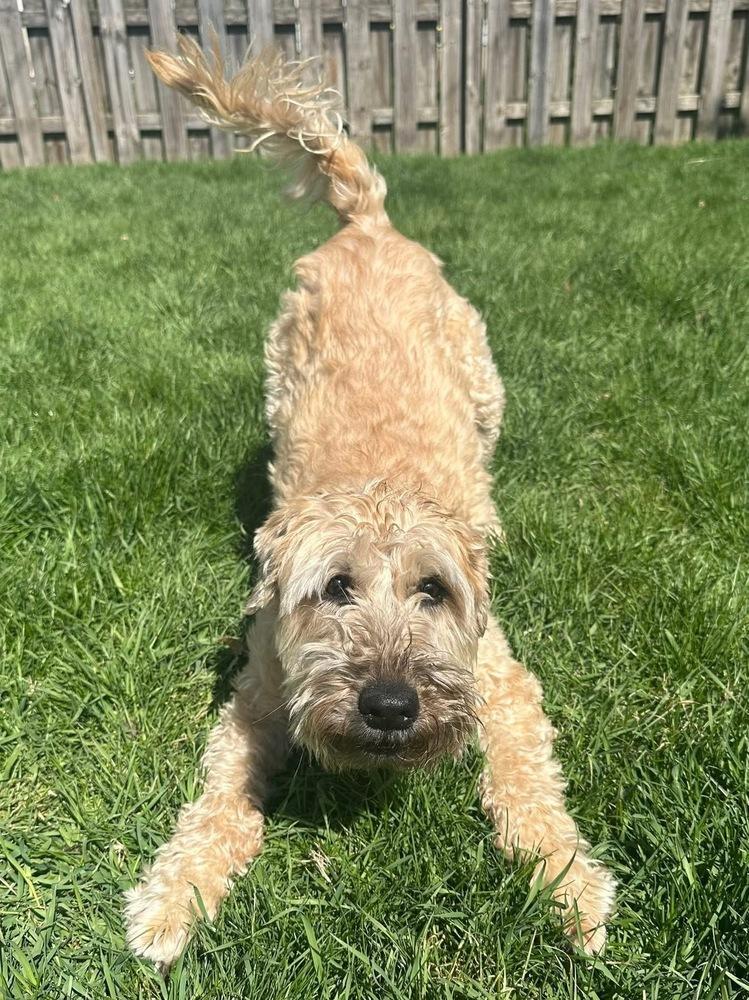 Enlarge Kady, a Adoptable Wheaten Terrier in Grove City, OH image 6/6