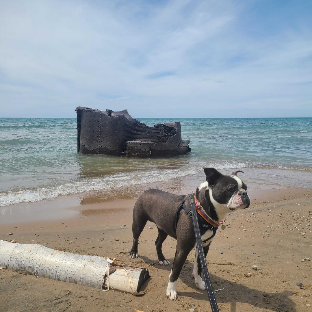 Romeo, Adopted, Young Male Boston Terrier.