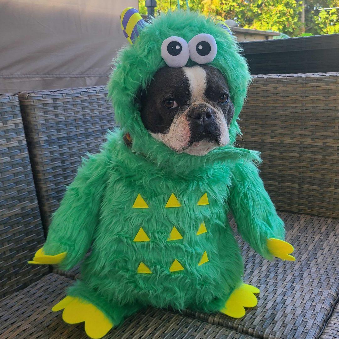 Romeo, a Adopted Boston Terrier in Waterloo, ON image 2/3