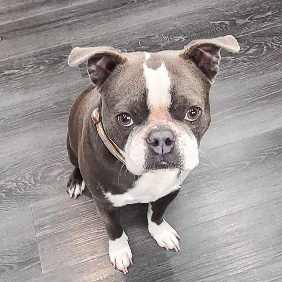 Romeo, a Adopted Boston Terrier in Waterloo, ON image 3/3